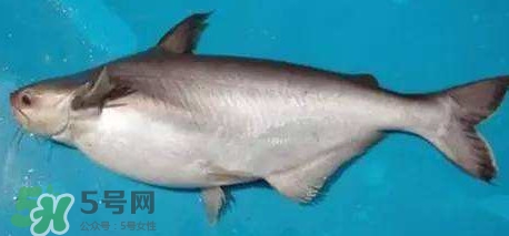 巴沙鱼有寄生虫吗(冷冻巴沙鱼有寄生虫吗)