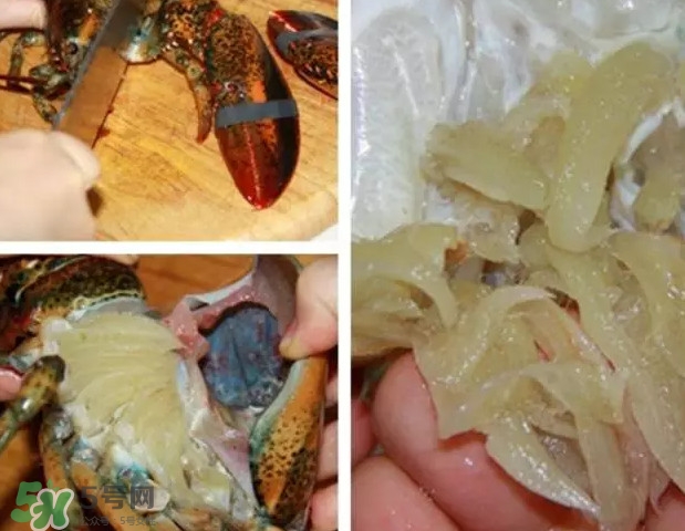 波士顿龙虾挑选攻略(波士顿龙虾怎么选) 波士顿龙虾挑选攻略(波士顿龙虾怎么选)