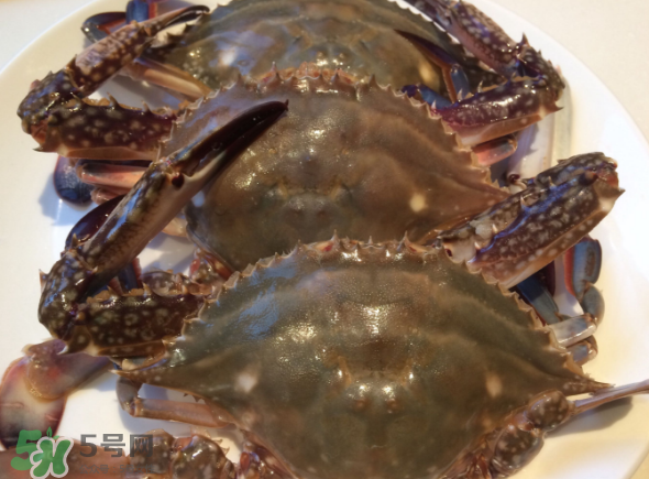 梭子蟹好吃吗(怎样做梭子蟹最好吃)