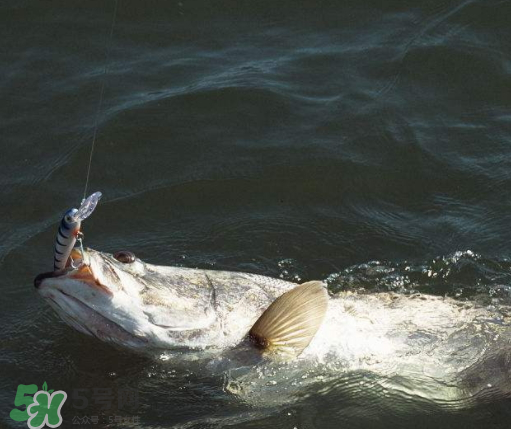 9月份几点钓鱼合适(9月份钓鱼最佳时间)