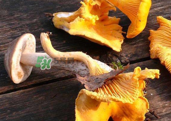 鸡油菌炒之前怎么处理(鸡油菌煮多久可以食用) 鸡油菌炒之前怎么处理(鸡油菌煮多久可以食用)