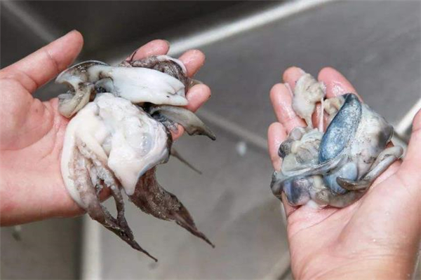 墨鱼的营养价值(墨鱼的营养价值及功效) 墨鱼的营养价值(墨鱼的营养价值及功效)