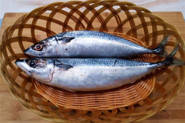 鲅鱼的功效和作用(鲅鱼的功效和作用及营养)
