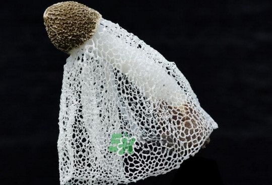 竹荪的食用方法(竹荪的做法大全) 竹荪的食用方法(竹荪的做法大全)