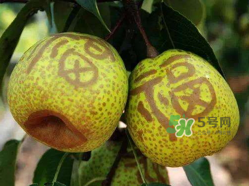 莱阳梨好吃吗(莱阳梨好吃吗?)