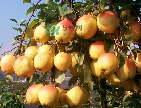 五九香梨怎么吃(五九香梨怎么吃)