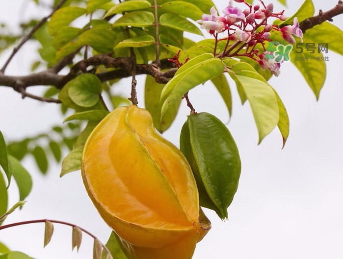 经期应该多吃的水果(经期应该多吃的水果)