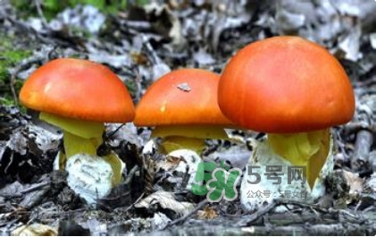 鹅膏菌多少钱一斤(鹅膏菌多少钱一斤)