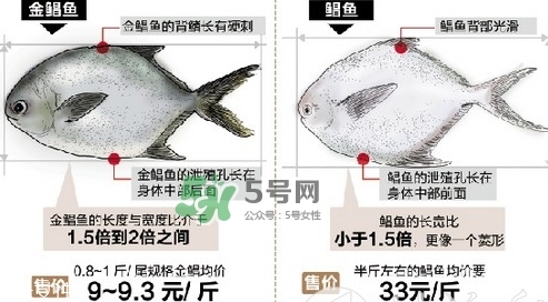金鲳鱼是鲳鱼吗(金鲳鱼是鲳鱼吗)
