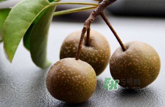 棠梨子营养价值(野生棠梨子的作用)