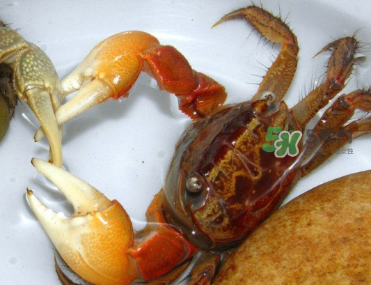 活青蟹怎么保存(怎样保存活螃蟹)