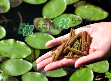 莼菜的功效和作用(莼菜的功效和作用禁忌)