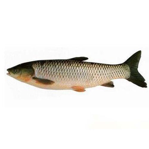 脆肉鲩的蛋白质高吗(脆肉鲩蛋白质含量)