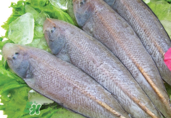 感冒发烧能吃龙利鱼吗(感冒能不能吃龙利鱼)
