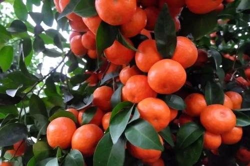 砂糖橘的功效(沙糖桔的功效和营养价值) 砂糖橘的功效(沙糖桔的功效和营养价值)