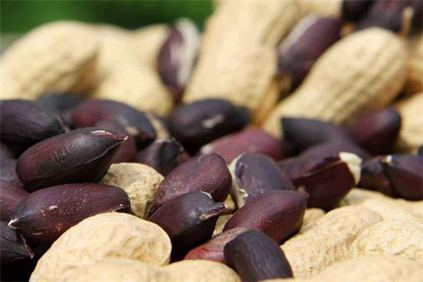 黑皮花生的功效(黑皮花生的功效和作用) 黑皮花生的功效(黑皮花生的功效和作用)