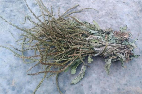 小孩喝车前草要注意什么(小孩可以喝车前草吗)