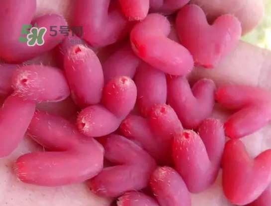 杈杷果什么时候成熟(杈杷果什么时候成熟)