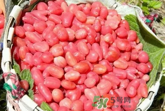 杈杷果是什么(杈杷果是什么) 杈杷果是什么(杈杷果是什么)