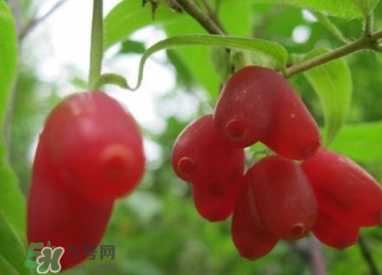 杈杷果的功效(杈杷果的功效和作用) 杈杷果的功效(杈杷果的功效和作用)