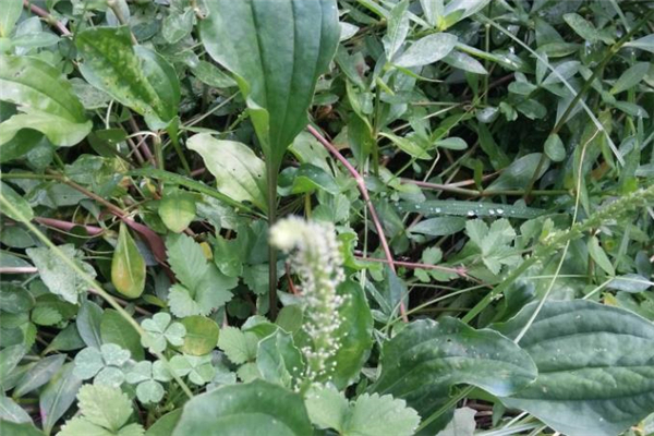 车前草熬水的方法(车前草如何煮水)