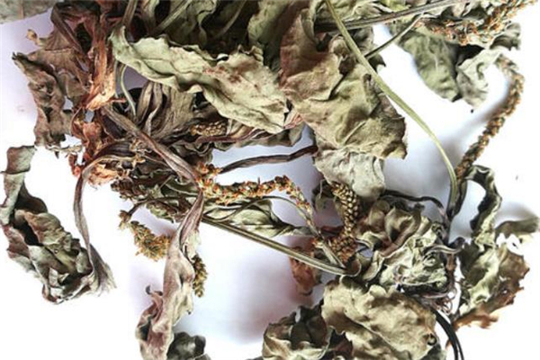 车前草怎么煮水(车前草怎么煮水喝) 车前草怎么煮水(车前草怎么煮水喝)