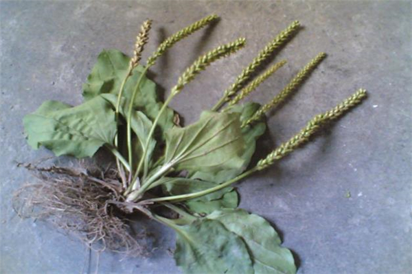 车前草的营养价值(车前草的营养价值及功效)