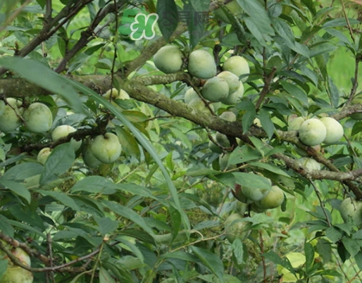 奈李什么时候上市(奈李什么时候上市) 奈李什么时候上市(奈李什么时候上市)