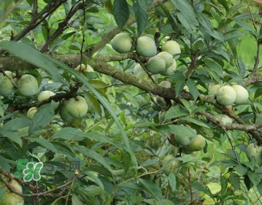 奈李的保存方法(奈李的保存方法) 奈李的保存方法(奈李的保存方法)