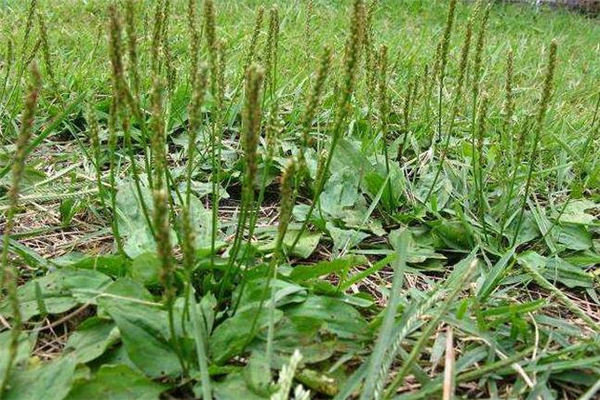 香奈儿香水其他经典推荐(香奈儿香水介绍)