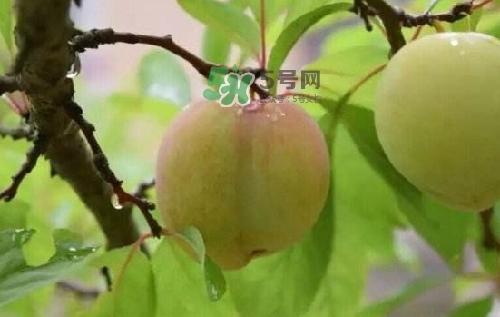 奈李什么时候成熟(奈李什么时候成熟) 奈李什么时候成熟(奈李什么时候成熟)