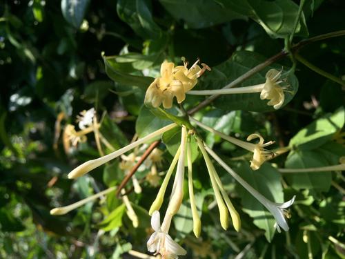 清热去火可以喝金银花茶吗(金银花茶能去火吗)