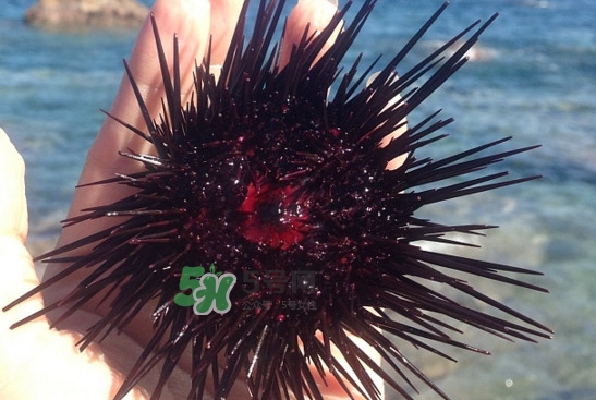 什么人不能吃海胆(什么人不能吃海胆黄)