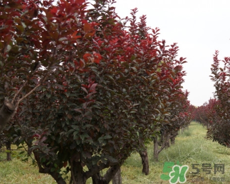 紫叶李果实能吃吗(紫叶李果实能吃吗?) 紫叶李果实能吃吗(紫叶李果实能吃吗?)