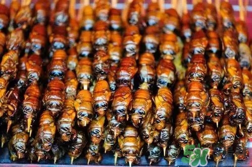 吃知了的注意事项(知了怎么处理才能吃)