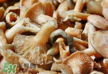 重阳菌哪些地方有(重阳菌图片)