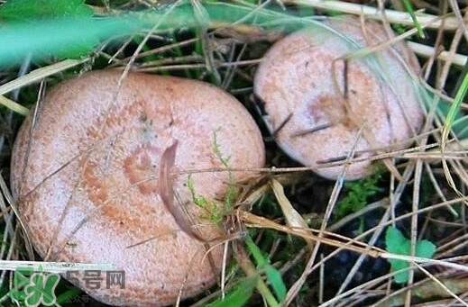 重阳菌可以种植吗(重阳菌可以人工种植吗)