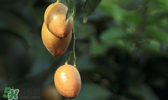 黄皮果的籽能吃吗(黄皮果的籽能吃吗) 黄皮果的籽能吃吗(黄皮果的籽能吃吗)