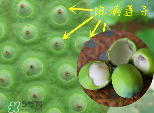 新鲜莲子有什么功效(新鲜莲子有什么功效和作用)