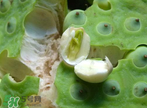 吃莲蓬的好处(吃莲蓬的好处)