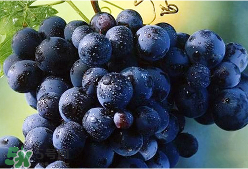 玫瑰香葡萄的主要特性(玫瑰香葡萄的特点)