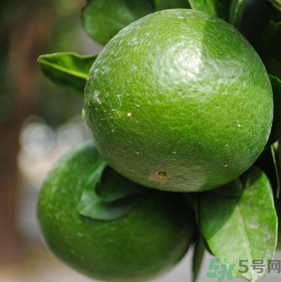 蜜桔的食疗方法(蜜桔怎么吃)