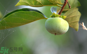 柿子的食用方法(柿子的食用方法介绍)