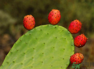 孕妇吃仙人掌果的注意事项(孕妇能吃仙人掌果吗)