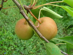 孕妇吃梨的好处(孕妇吃梨的好处和功效) 孕妇吃梨的好处(孕妇吃梨的好处和功效)