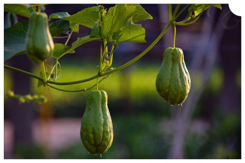 尿酸高可以吃佛手瓜吗(尿酸高能吃佛手瓜吗)