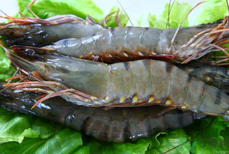 孕妇什么时候吃虾好(孕期吃虾的最佳时间) 孕妇什么时候吃虾好(孕期吃虾的最佳时间)