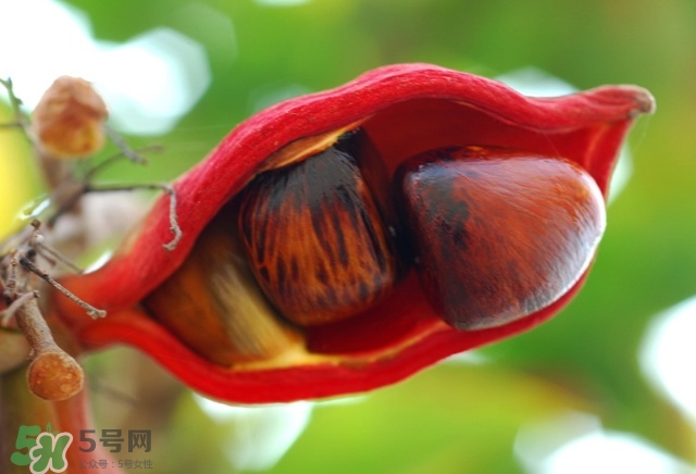 苹婆的功效和作用(苹婆的功效和作用)