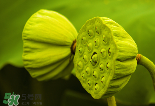 莲蓬怎么防止变黑(莲蓬阴干发黑)