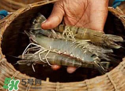 竹节虾的食疗功效(竹节虾的营养价值及功效)